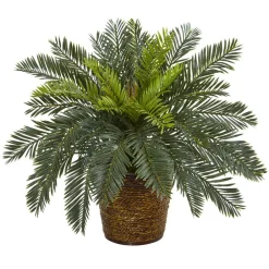 15" Cycas In Basket