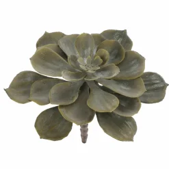 6" Dark Green Echeveria Pick by Ashland®