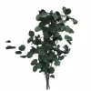 24" Dark Green Silver Dollar Eucalyptus by Ashland®