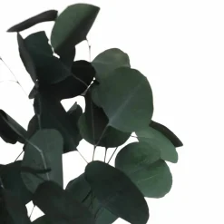 24" Dark Green Silver Dollar Eucalyptus by Ashland®