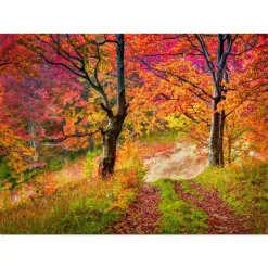 Designart - Bright Colorful Fall Trees in Forest - Large Landscape Canvas Art Print