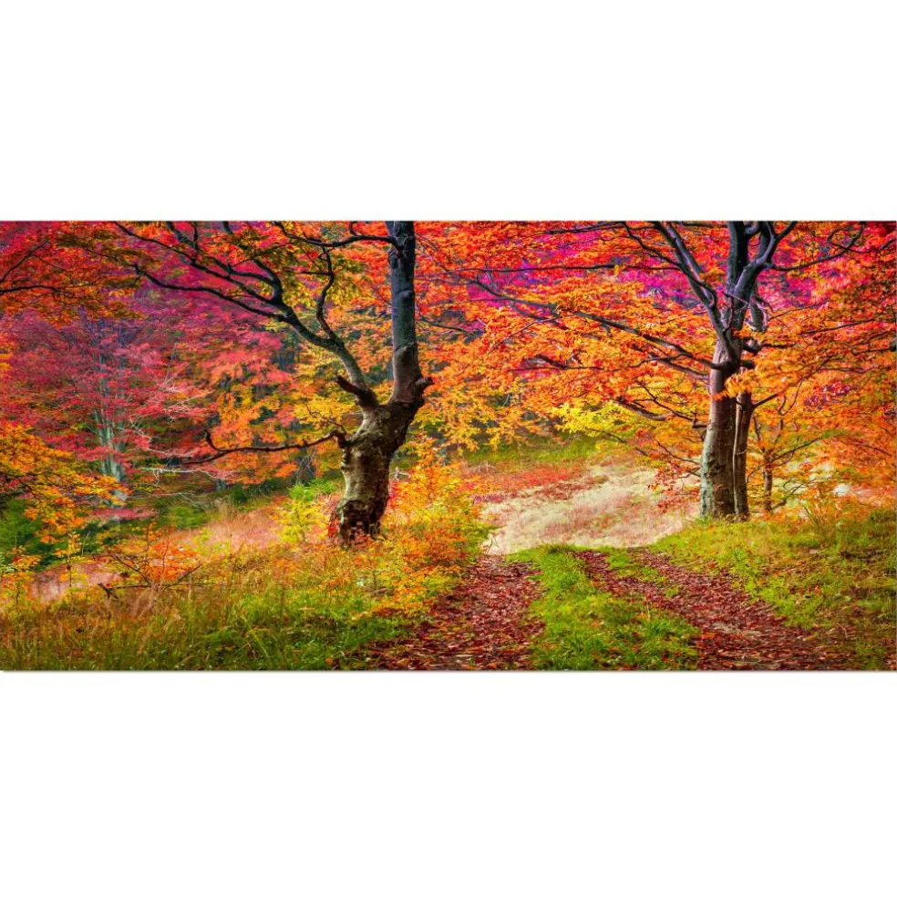 Designart - Bright Colorful Fall Trees in Forest - Large Landscape Canvas Art Print