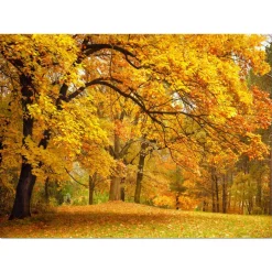 Designart - Golden Autumn Forest - Landscape Photography Canvas Print