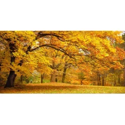 Designart - Golden Autumn Forest - Landscape Photography Canvas Print