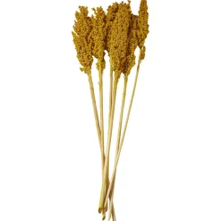 Dried Corn Maize Natural Foliage with Long Stems