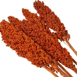 Dried Corn Maize Natural Foliage with Long Stems