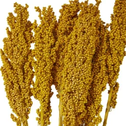 Dried Corn Maize Natural Foliage with Long Stems