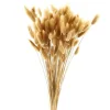 Dried Lagurus Bunch by Ashland®