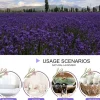 Dried Lavender Flowers, Dry Lavender Buds Bulk for Wedding Toss, Crafts, Sachets - 1/4 Pound