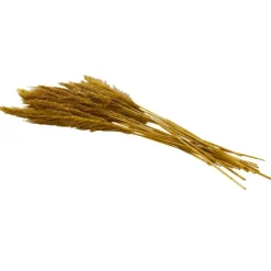 Dried Plant Bamboo Natural Foliage with Long Stems