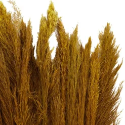 Dried Plant Bamboo Natural Foliage with Long Stems