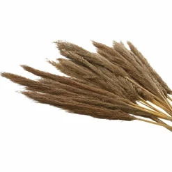 Dried Plant Bamboo Natural Foliage with Long Stems