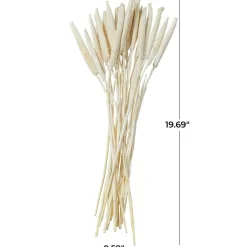 Dried Plant Bunny Tail Natural Foliage with Long Stems