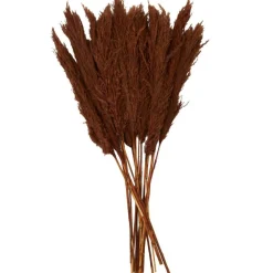 Dried Plant Pampas Natural Foliage with Long Stems