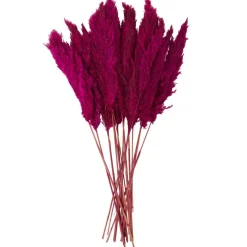 Dried Plant Pampas Natural Foliage with Long Stems