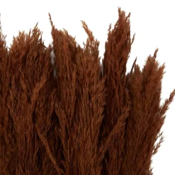 Dried Plant Pampas Natural Foliage with Long Stems