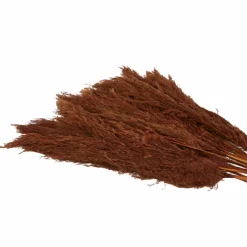 Dried Plant Pampas Natural Foliage with Long Stems