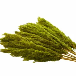 Dried Plant Pampas Natural Foliage with Long Stems