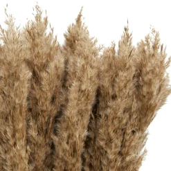 Dried Plant Pampas Natural Foliage with Long Stems