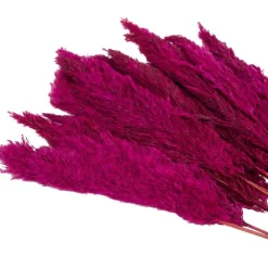 Dried Plant Pampas Natural Foliage with Long Stems