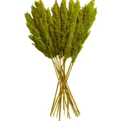 Dried Plant Pampas Natural Foliage with Long Stems