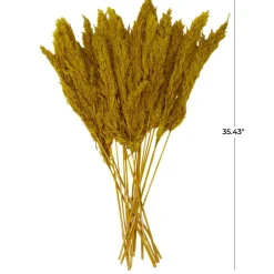 Dried Plant Pampas Natural Foliage with Long Stems