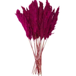 Dried Plant Pampas Natural Foliage with Long Stems