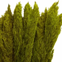 Dried Plant Pampas Natural Foliage with Long Stems