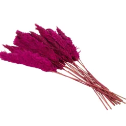 Dried Plant Pampas Natural Foliage with Long Stems