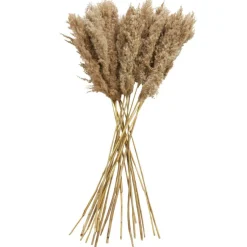 Dried Plant Pampas Natural Foliage with Long Stems