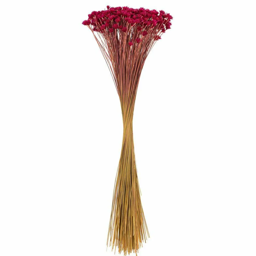 20" Dried Rspbrry Hil Flower Bunch 16 oz
