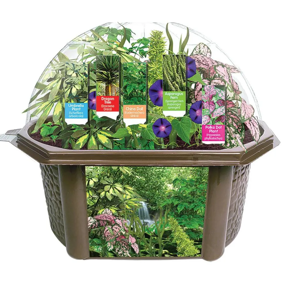 Fernroot Rainforest Biosphere Set