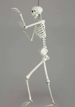 5 Foot Posable Georgie the Skeleton Life Size Prop