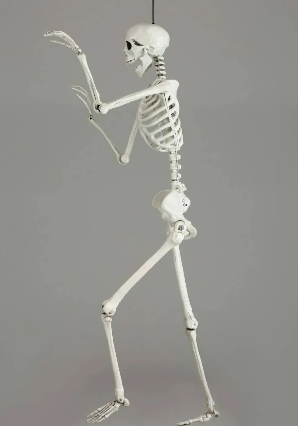 5 Foot Posable Georgie the Skeleton Life Size Prop