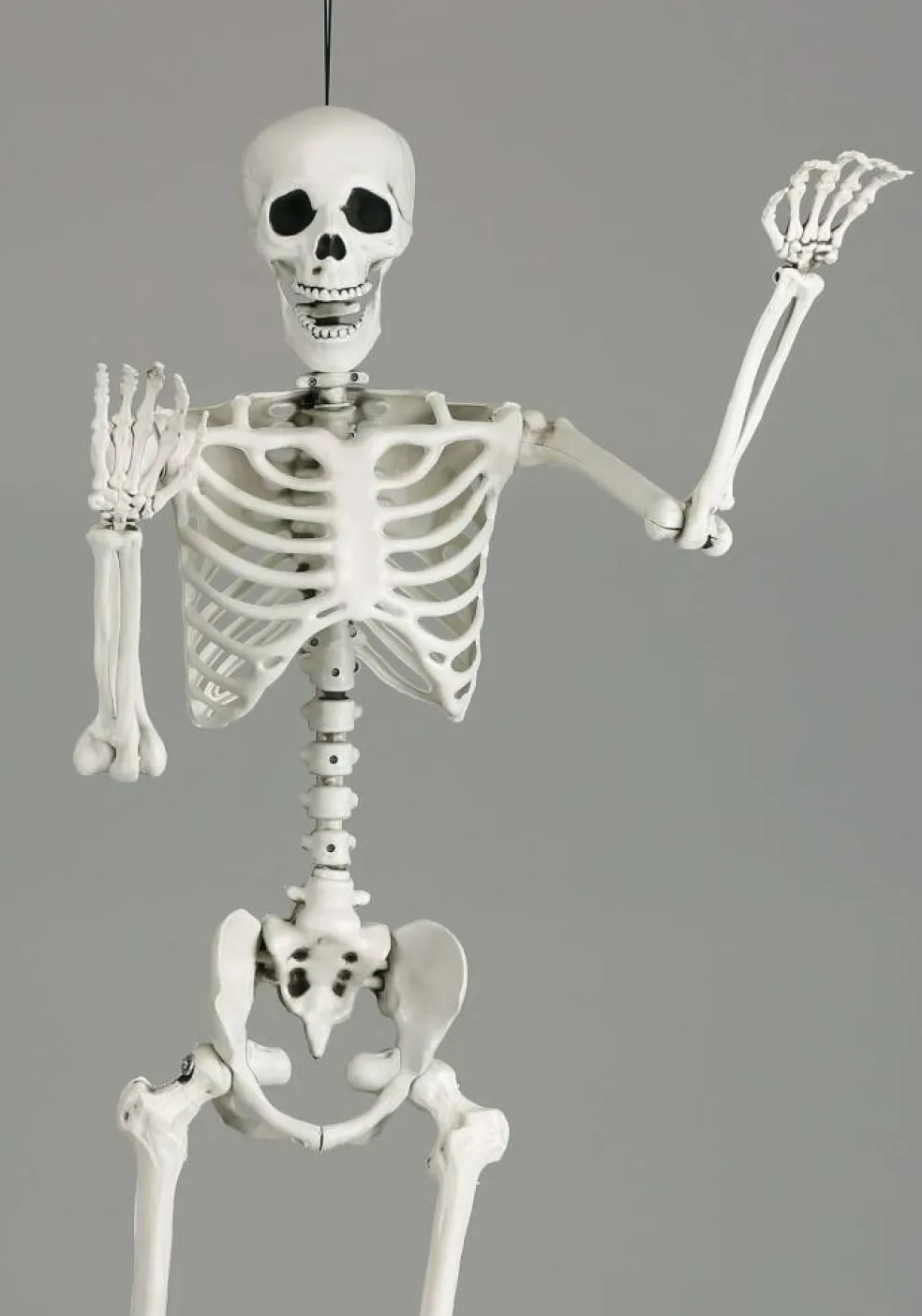 5 Foot Posable Georgie the Skeleton Life Size Prop