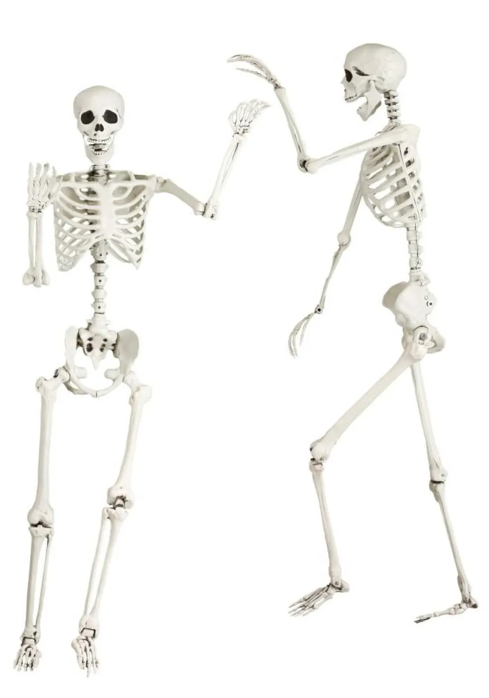 5 Foot Posable Georgie the Skeleton Life Size Prop