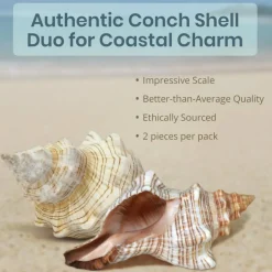 Fox Striped Conch - 2pc 5-6 inch - Large Sea Shells for Wedding Decor and Beach Themed Party - Handpicked Natural Conch Shell for Crafts and Sea Shells Decoration