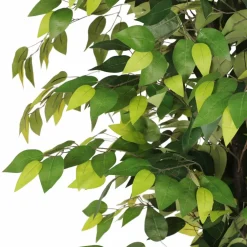 6ft. Artificial Ficus Microcarpa Tree in White Decorative Pot