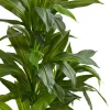 4ft. Dracaena Plant in Sand Colored Planter