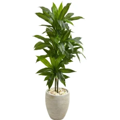 4ft. Dracaena Plant in Sand Colored Planter