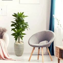 4ft. Dracaena Plant in Sand Colored Planter