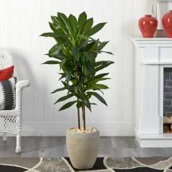 4ft. Dracaena Plant in Sand Colored Planter