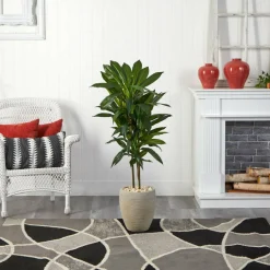 4ft. Dracaena Plant in Sand Colored Planter