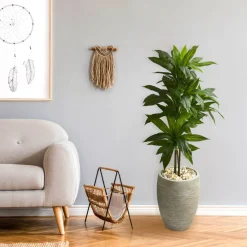 4ft. Dracaena Plant in Sand Colored Planter