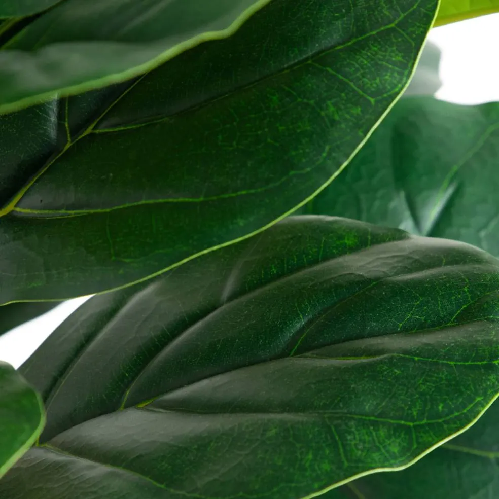 6ft. Fiddle Leaf Tree in Decorative White Planter