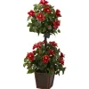 3ft. Hibiscus Topiary Plant in Decorative Planter