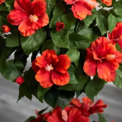 3ft. Hibiscus Topiary Plant in Decorative Planter