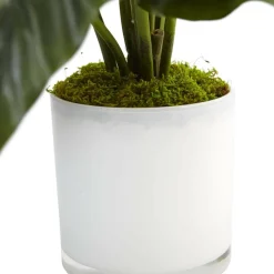 2ft. Peace Lily Plant in Glossy Glass Planter