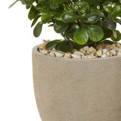 2.5ft. Peperomia Plant in Sand Stone Planter