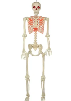 5FT Poseable Red Light Up Face & Chest Skeleton Decoration
